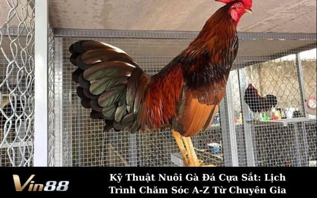 Kỹ Thuật Nuôi Gà Đá Cựa Sắt: Lịch Trình Chăm Sóc A-Z Từ Chuyên Gia