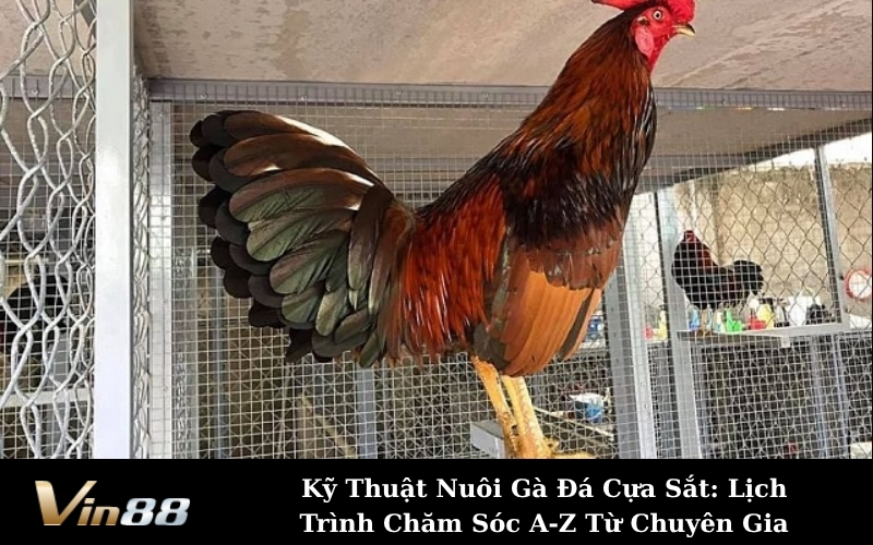 Kỹ Thuật Nuôi Gà Đá Cựa Sắt: Lịch Trình Chăm Sóc A-Z Từ Chuyên Gia
