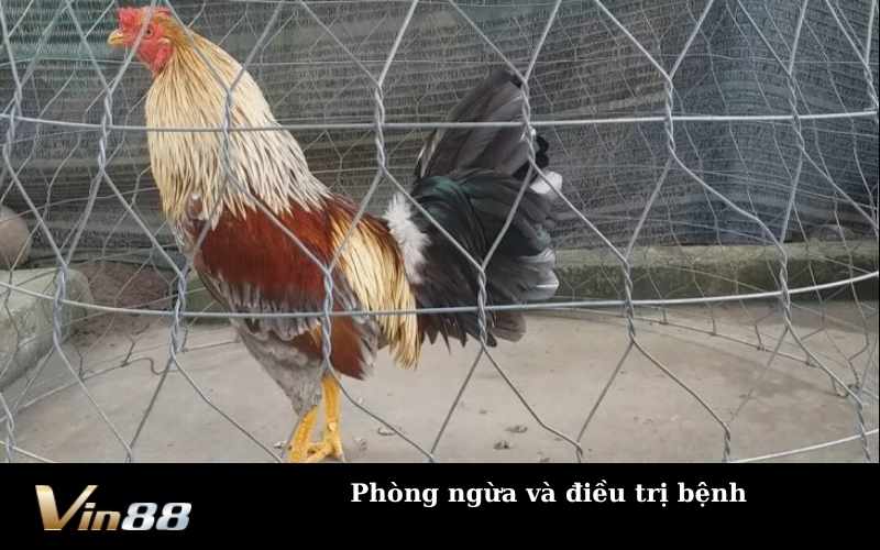 Phòng ngừa và điều trị bệnh